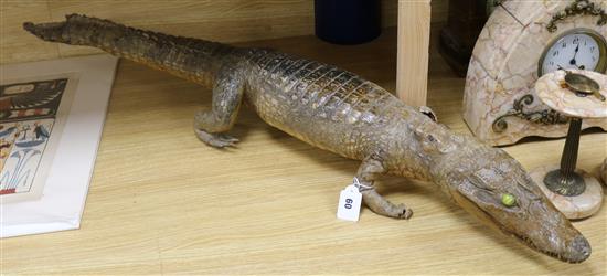 A taxidermy caiman